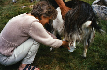 2 Solveig mjölkar geten Foto Utmarksmuseet.jpg